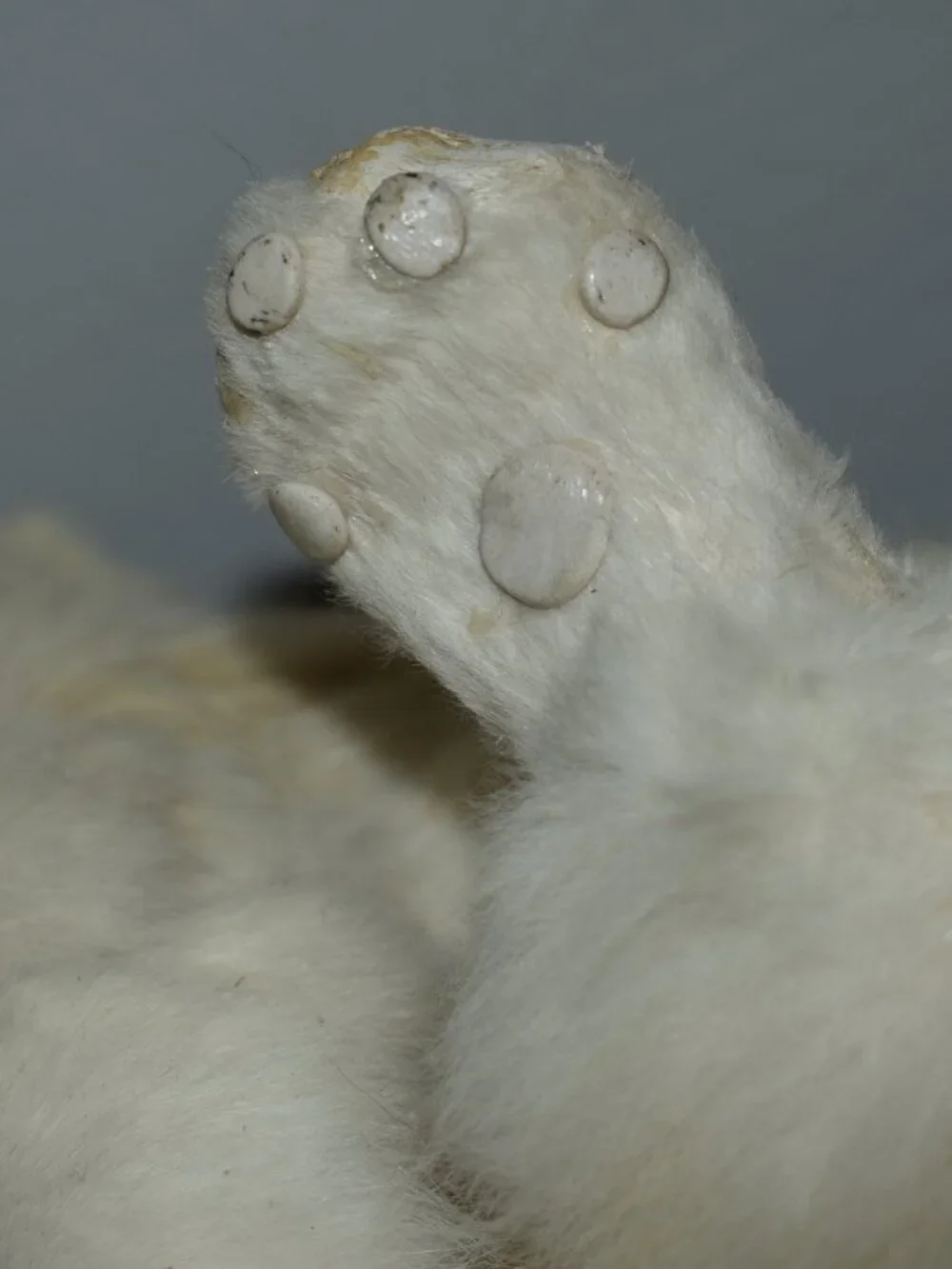Vintage Antique Real Rabbit Fur Realistic Cat Figure Decor